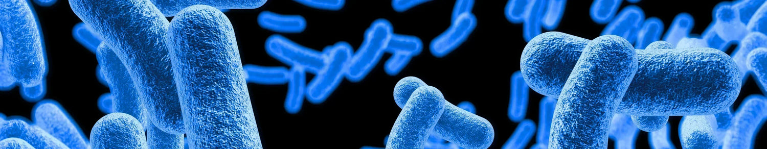 Explore the vital connection between the gut microbiome and mitochondria in ageing, revealing how they influence health and longevity.