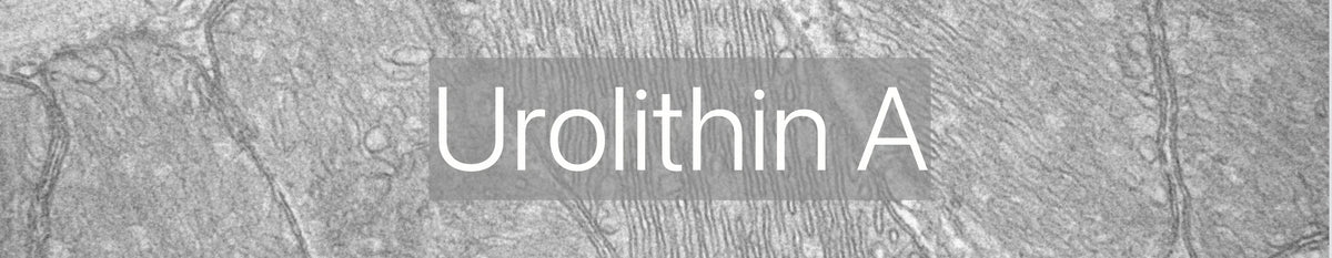 How Urolithin A supports mitophagy (a form of autophagy) for healthy ageing