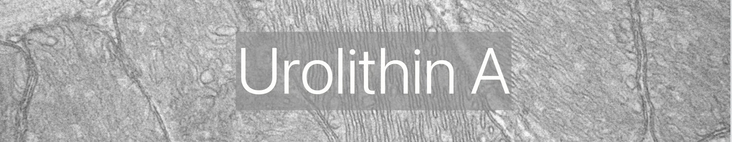 How Urolithin A supports mitophagy (a form of autophagy) for healthy ageing