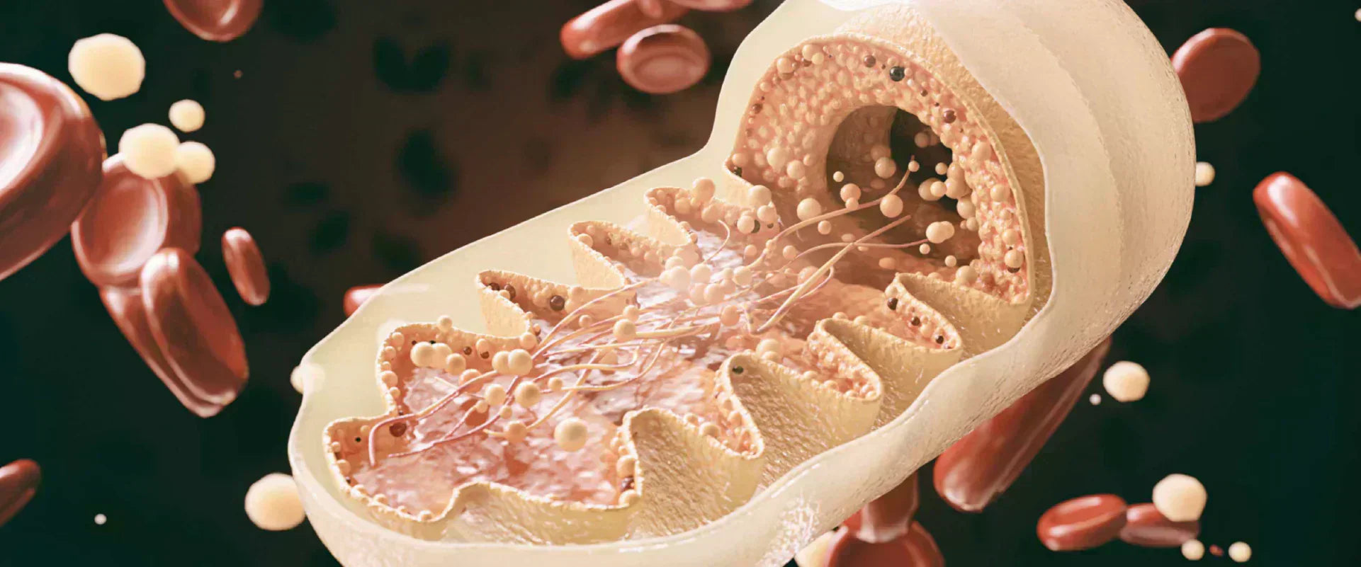 Improve Mitochondrial Health