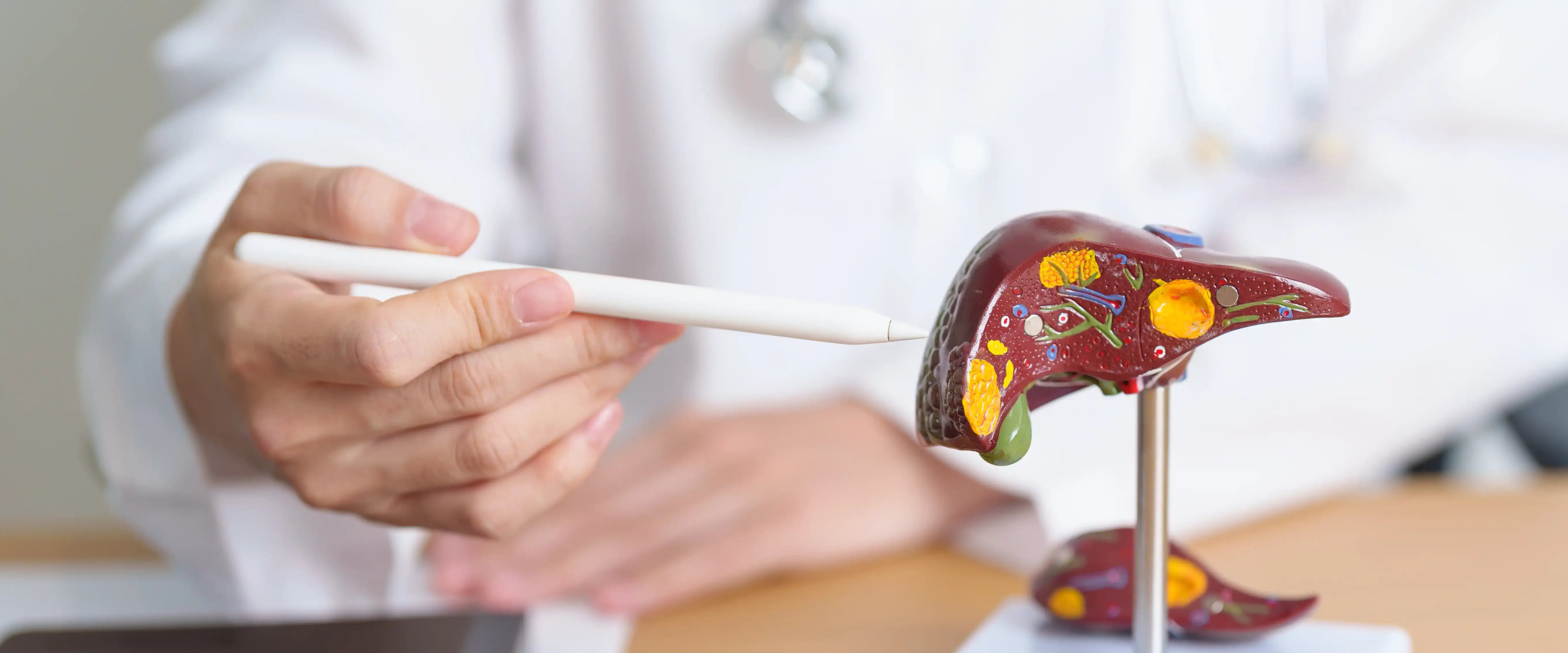 The Impact of Ageing on Liver Health and How it Can Be Improved