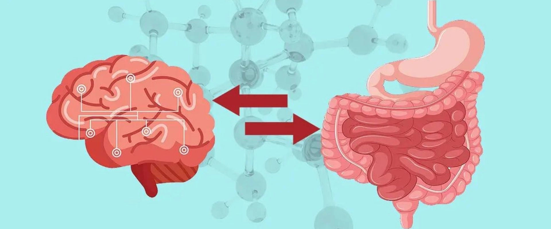 gut health, digestive system,nervous system,secound brain,decodebiome,longevity