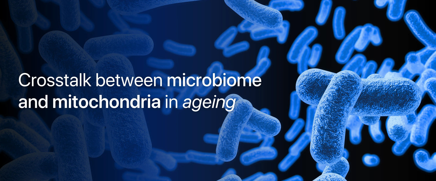 Explore the vital connection between the gut microbiome and mitochondria in ageing, revealing how they influence health and longevity.