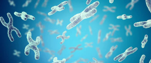 Do We Lose Telomeres as We Age? Why?
