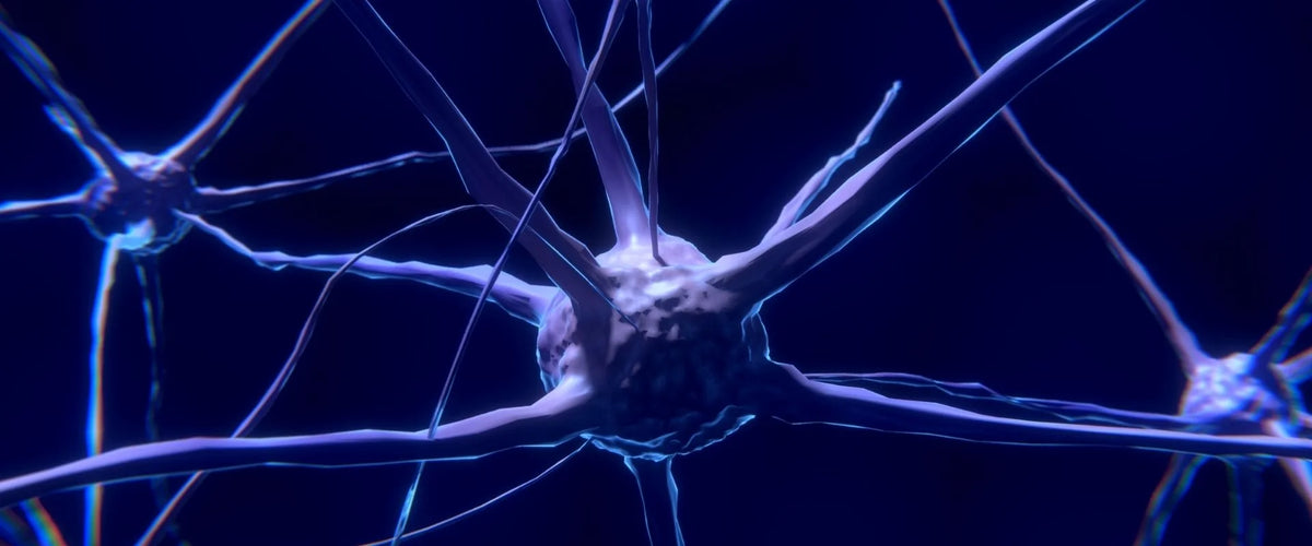 Fisetin Supplementation is A Promising Approach to Combating Brain Aging