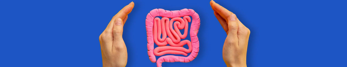 Role of gut in maintaining overall health and longevity