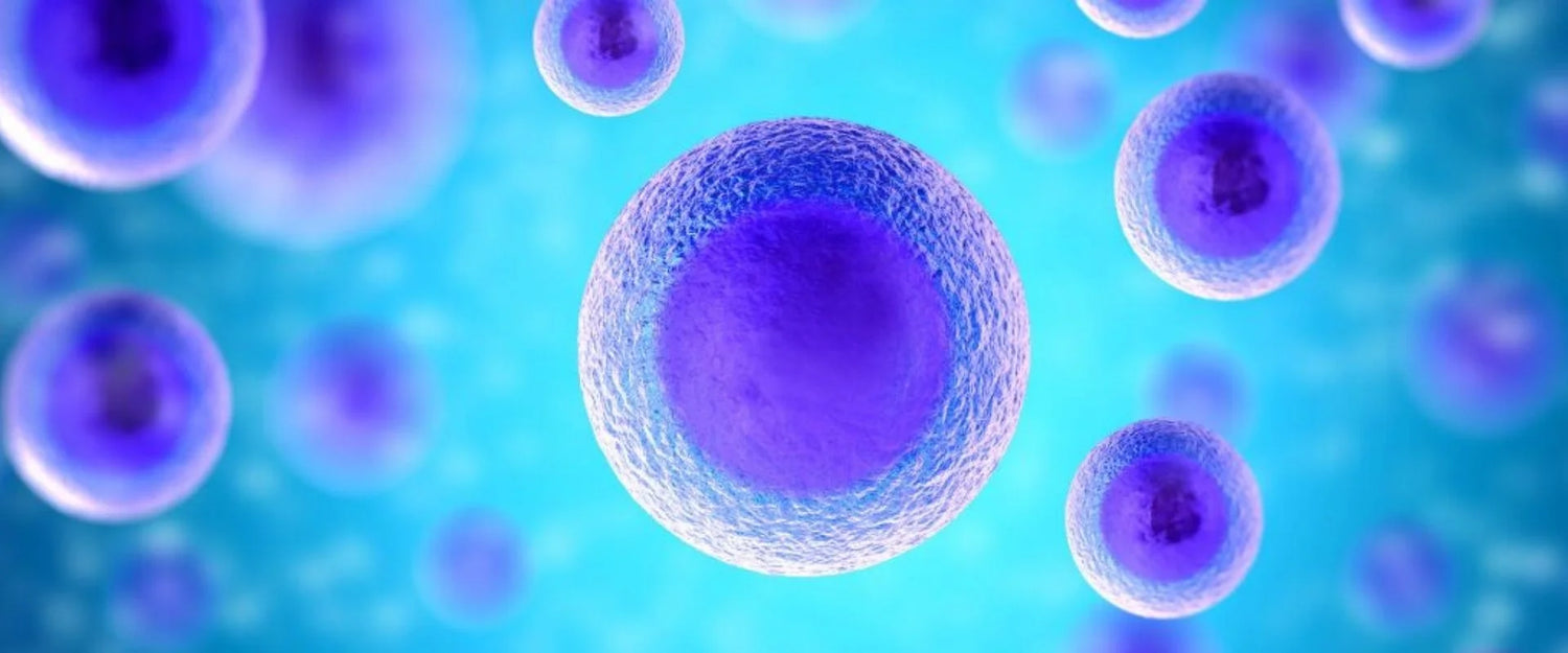Reinvigorate your cells with ResVit
