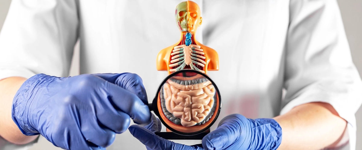 decodeage decode age senolytic healthy ageing longevity reverse ageing nmn nad+ booster gut microbiome biological age test senolytic 