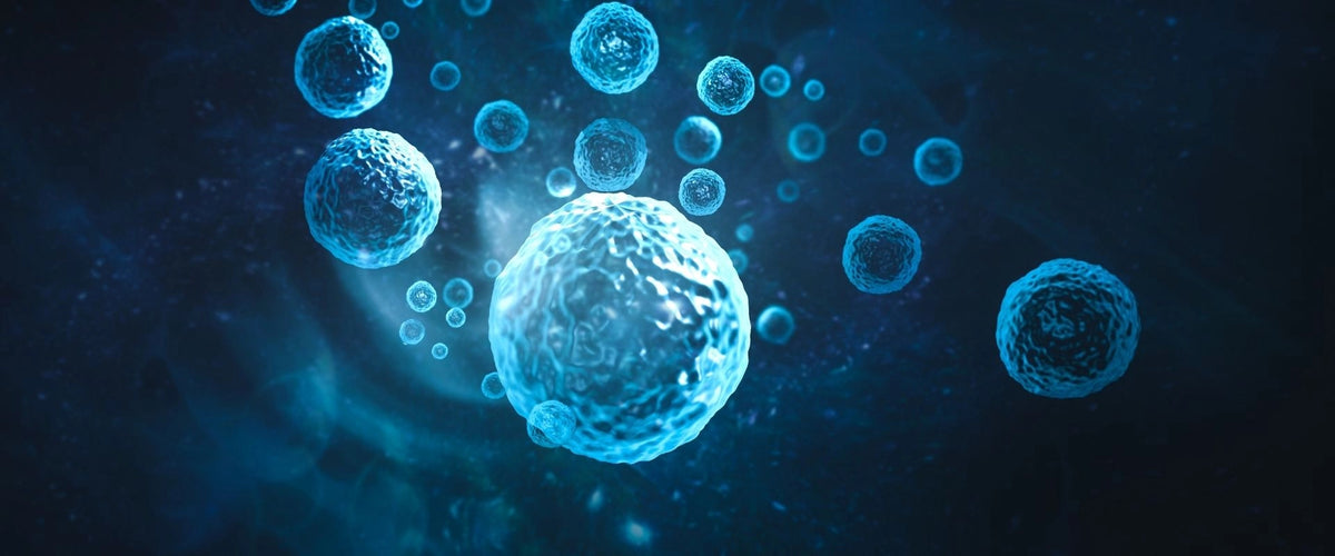 The Cell-Renewing Benefits of Spermidine — and How It Improves Longevity