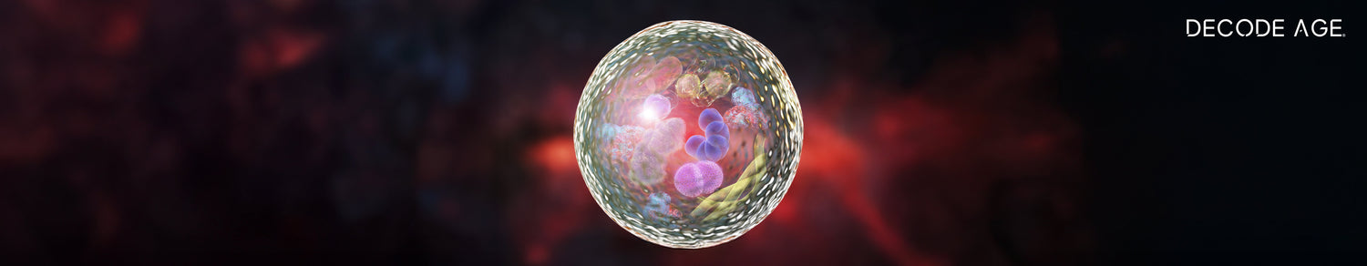 Autophagy