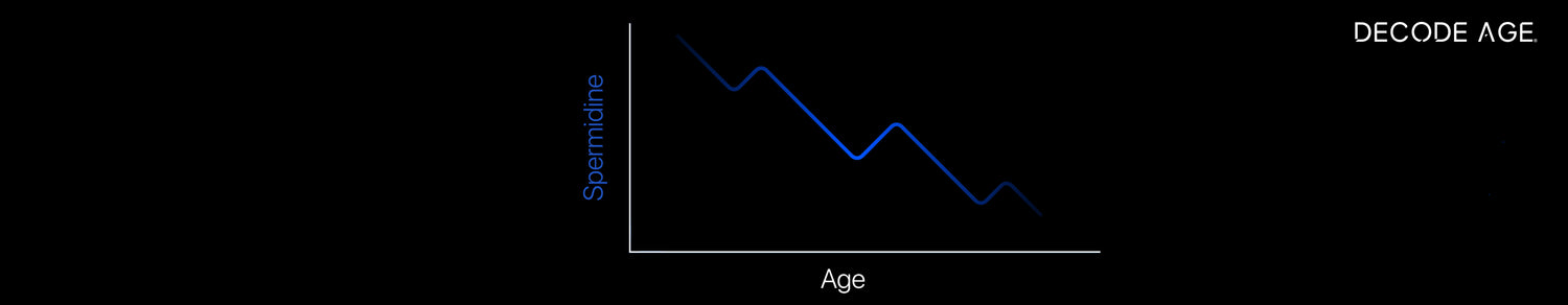 Why Spermidine Levels Decline with Age?