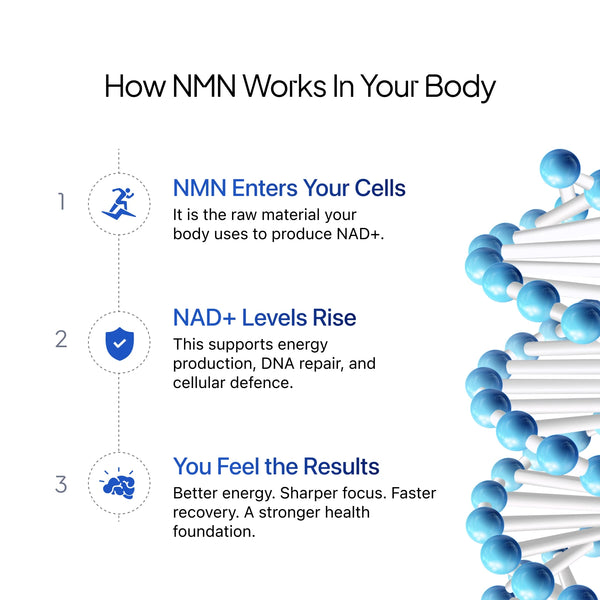 β- NMN | Beta-Nicotinamide Mononucleotide | 1000mg