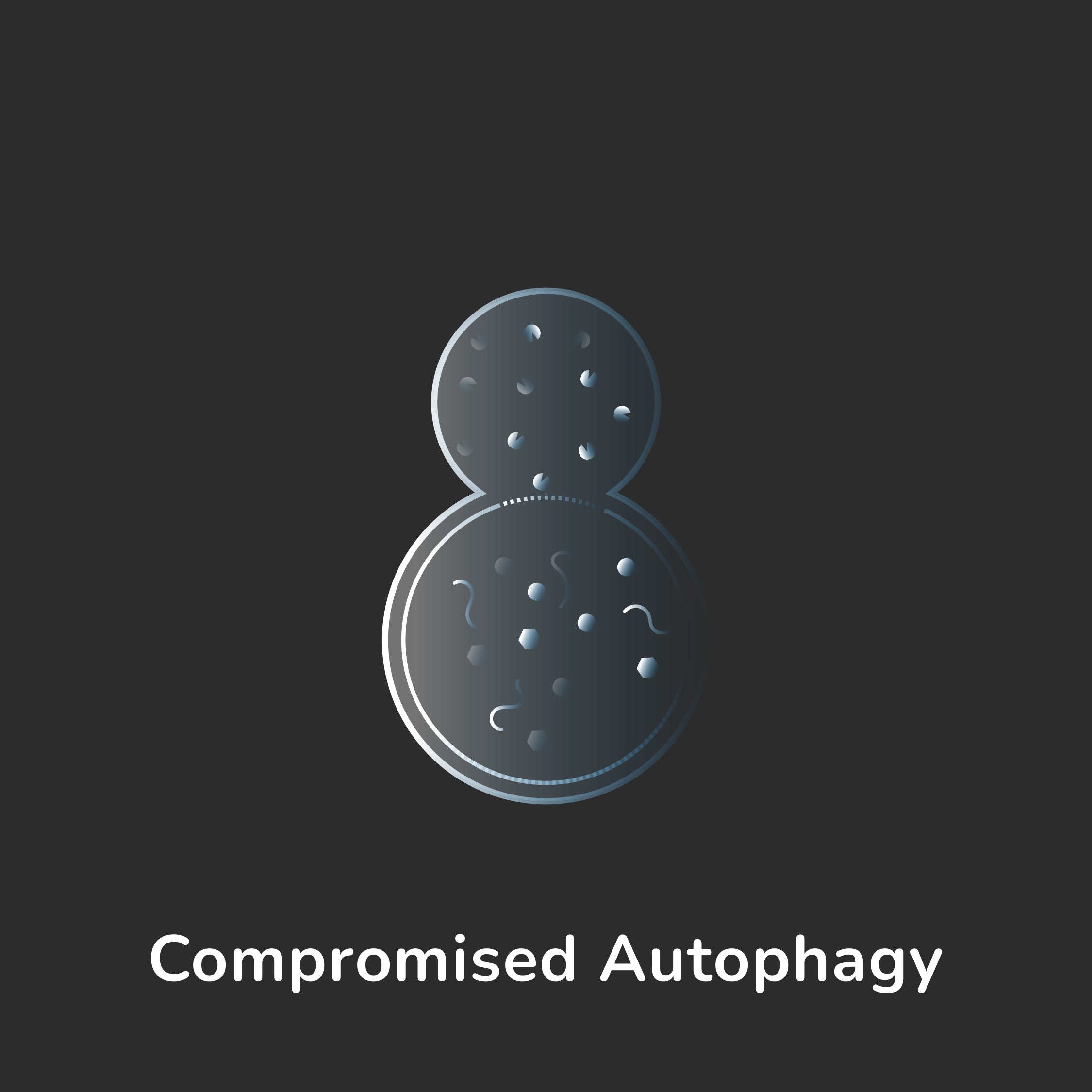Aging Hallmark - Compromised Autophagy