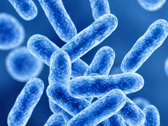 Lactobacillus acidophilus 