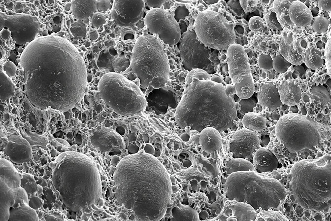 Prebiotic Fibre