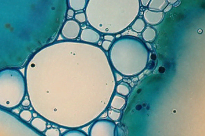 Skin & Connective Tissue