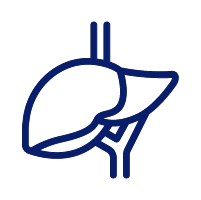 Supports Liver Health
